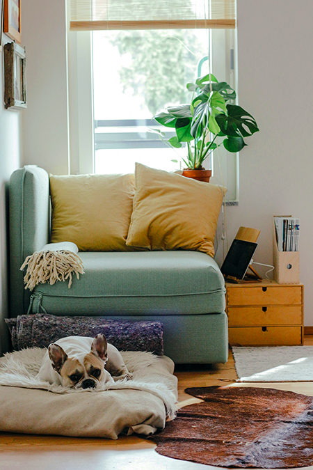 home dog copy